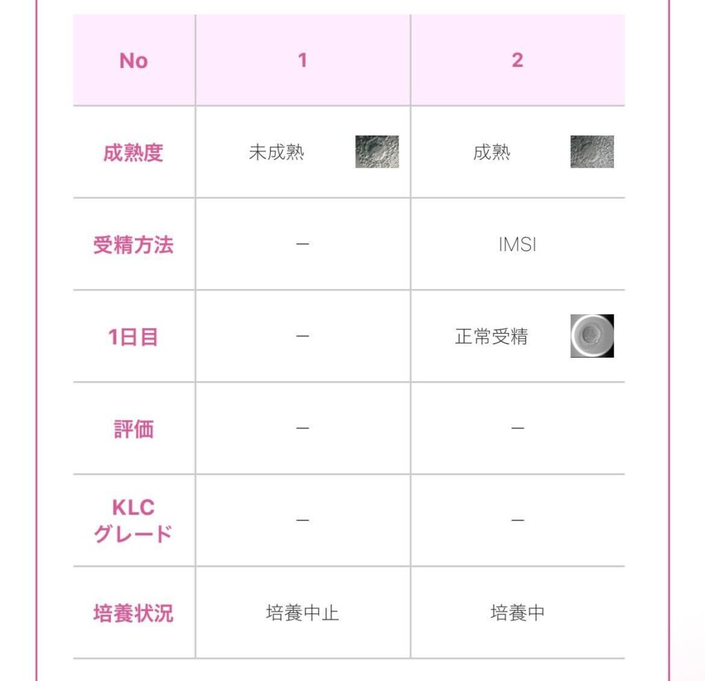 受精結果写真