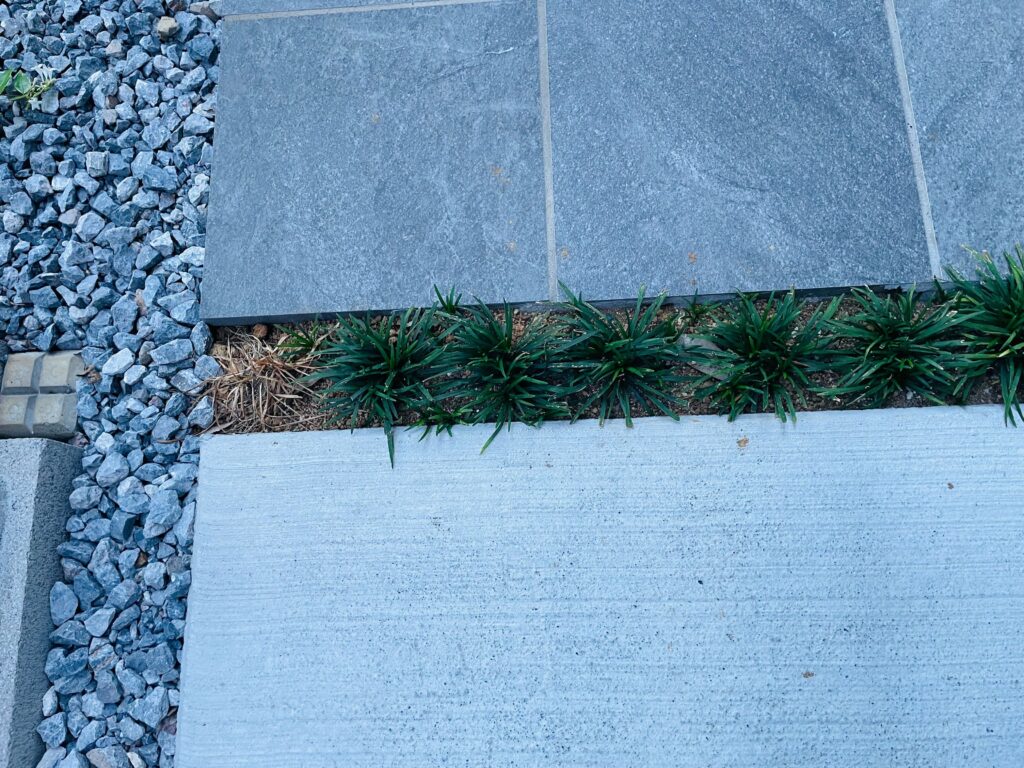 植物画像
